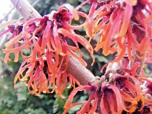 10 DIANE HAMELISSAMEN - Hamamelis x intermedia 'Diane' - Bild 1 von 8