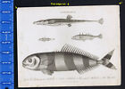 Gasterosteus - Spined Sticklebacks & Pilot Fish -1806 Engraved Print