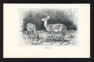 Ciervo Virginia, ilustración animal de juego americano, impresión de caza 1898 - Imagen 1 de 3