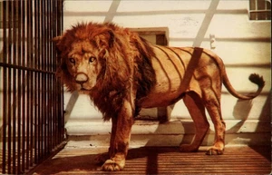 Tennessee Lion, Member of Zoo Family 1953 Vintage TN Vintage Postcard - Picture 1 of 2