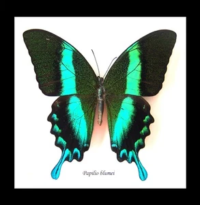 Butterfly green Taxidermy insect Papilio blumei - Bild 1 von 6