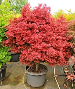 Acer Palmatum Shaina Japanese Maple Red - Compact Full Hardy Tree 3Lt Pot Large - Picture 1 of 7