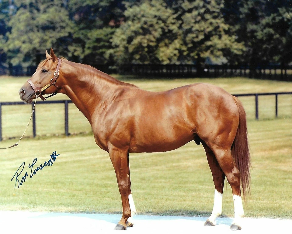 RON TURCOTTE SECRETARIAT TRIPLE CORONA AUTÓGRAFO REIMPRESIÓN 8X10 FOTO IMAGEN #1 Foto 1 de 1