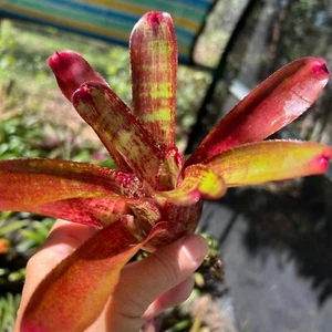 Mini Neo CURLY PET - Small Sized Grower - Bromeliad, Neoregelia - Picture 1 of 1