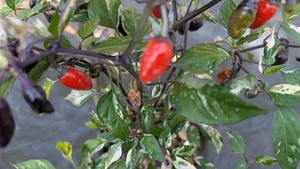 Rare Variegated Jigsaw Hot Pepper Seeds – Ornamental & Edible Beauty Heirloom - Bild 1 von 8