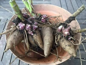 4 (Four) YACON seedling plants or Rhizomes ready for big pots or ground - Picture 1 of 11