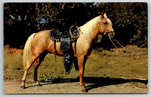 A354 Vintage Animal Postcard Palimino Horse Saddled Reined Posted Card - Picture 1 of 2