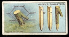 Tobacco Card, Ogdens, POULTRY REARING & MANAGEMENT, 1922, 1st Series, Pegging,#6