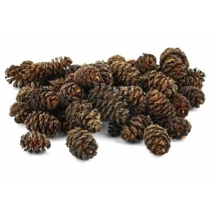 Alder Cones Natural Water Treatment Aquarium Decoration for Fish, Shrimps