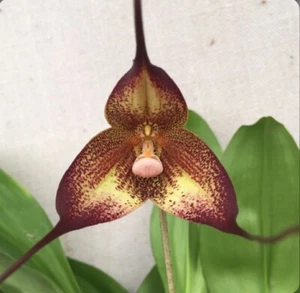 Dracula hirtzii ‘Red Devil’ Orchid Species Bloom Size Division 1.5” Pot - Picture 1 of 6