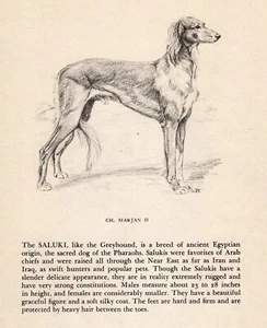 Vintage Saluki Dog Print 1945 Gladys Emerson Cook Saluki Art Print 5646Q - Picture 1 of 2
