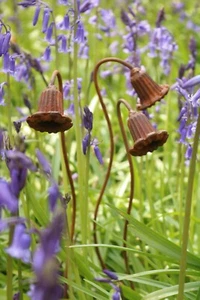 Lot de trois petites fleurs Bluebell en métal. Piquet rouillé décoratif jardin. 50 cm - Photo 1/6