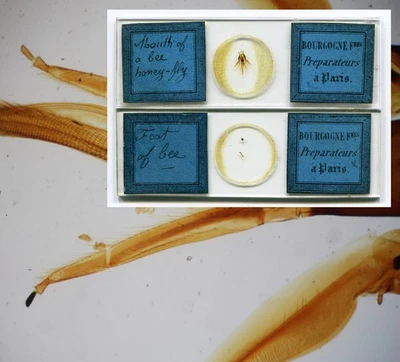 Bourgogne Freres Microscope Slides - 1860s - Bee Mouthparts and Leg - Image 1 of 4