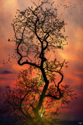 The Last Tree In The Forest by Chris Lord Photo Art Print Poster 12x18 - Image 1 of 3