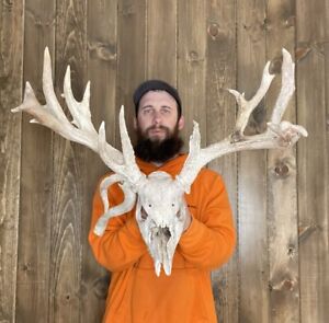 Weathered Real Whitetail Skull 17pt Antler Horn Deer Mount Taxidermy Rack Cabin
