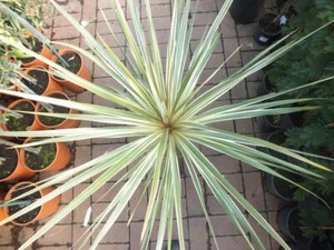 Keulenlilie Dazzler 80-100 cm - Cordyline Torbay Dazzler - winterhart bis -10°C  - Bild 1 von 4