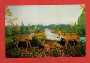1950s CALL OF WILD MUSEUM US postcard Michigan Whitetail DEER animal taxidermy - Picture 1 of 3