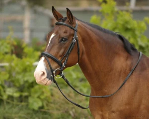 Brida de caracol acolchada Bobby's English Tack - Imagen 1 de 3