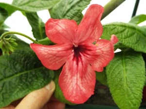 Streptocarpus Orange Sherbert - Picture 1 of 2