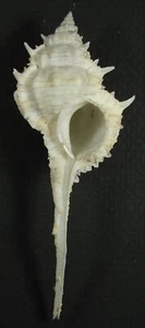 MUREX KIIENSIS 90,63mm BELLISSIMO RARO ESEMPLARE GIGANTE fuori Kii, Giappone - Foto 1 di 2