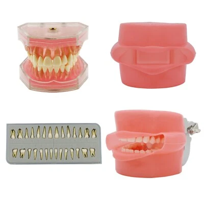 Modelo de práctica de tipodonte dental 28 piezas modelo de dientes removibles goma suave con mejilla Foto 1 de 4