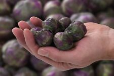 SEEDS NON-GMO healthy USA seller Green Gems Hybrid Seeds 50 Brussels Sprouts