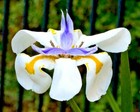 25 FAIRY IRIS SEEDS - Dietes grandiflora 
