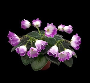 SimSim Magic Bells  Blatt/leaf  African Violet Usambaraveilchen - Bild 1 von 1