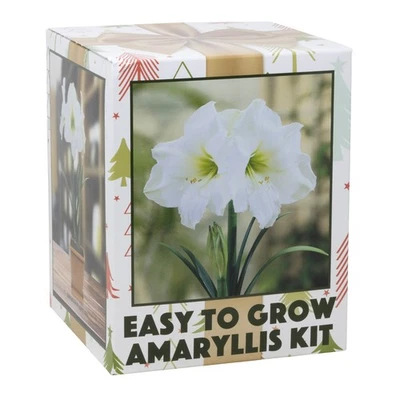 Netherland Bulb Co Amaryllis de fácil crecimiento "White Christmas" - Kit de floración interior Foto 1 de 4