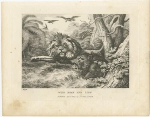 Original Antique Print of a Wild Boar and a Lion - Picture 1 of 1