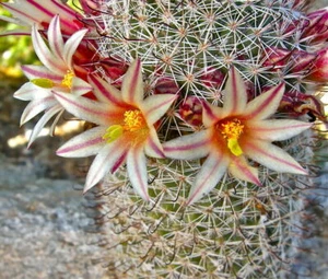 Strawberry Cactus - Mammillaria dioica - 5+ seeds - Semillas - Graines - Gx 038 - Picture 1 of 2