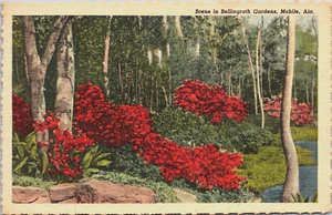 Scene in Bellingrath Gardens Trees & Azaleas Mobile ALABAMA LINEN POSTCARD D14 - Picture 1 of 2