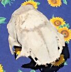 Natural Small Aged Sun Bleached Terrapin Turtle Shell, 5" x 4"  FREE SHIP!
