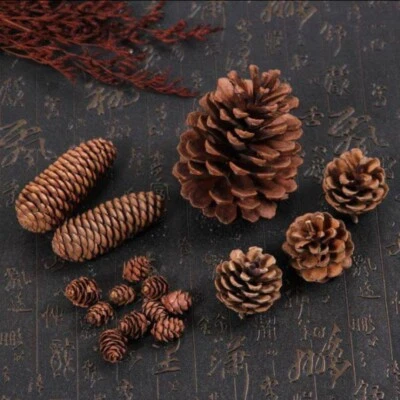 Fresh Pine cone - Image 1 of 4