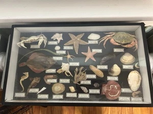 Shadow Box Drucker Tablett 9x16 Miniatur Sea Life Fische Krebse Muscheln Scholle Vintage - Bild 1 von 14