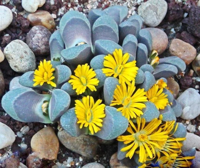 Lithops divergens amethystina, mesembs raros piedras vivas semilla de cactus 100 SEMILLAS Foto 1 de 1