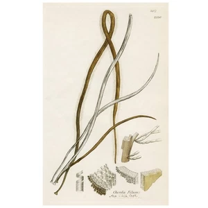 1813 JAMES SOWERBY SEAWEEDS, Hand-Colored Copperplate Engraving, No. 2487 (2330) - Picture 1 of 5