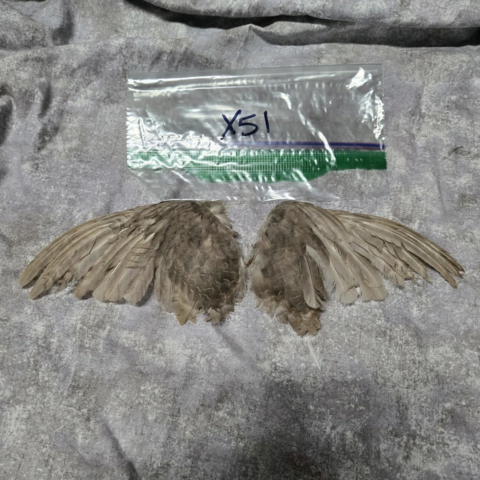 1 комплект перепелиных крыльев - x51 - Изображение 1 из 1