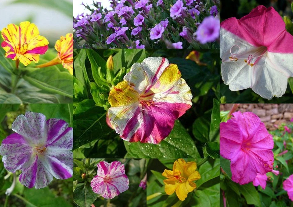 50 - 100 - 200  Samen Mirabilis jalapa  Bicolor - Wunderblume - Bild 1 von 1