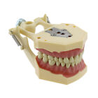 Frasaco Style AG-3 DA Dental Standard Restorative Typodont Model 32 Pcs Teeth