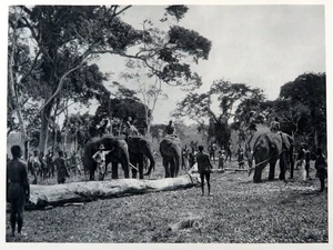Elephant Farm in Api, Belgian Congo, 1930 photogravure Africa vintage print - Picture 1 of 3