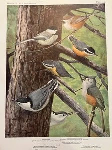 Birds of NY Chickadee Acadian White Red Breasted Nuthatch Color Plate Print Art - Picture 1 of 2