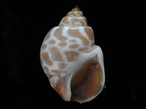 Sea Shell Babylonia spirata 42.7mm ID#5033 - Photo 1/4
