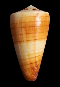 Sea Shell cono vitulinus 56,1 mm, gema, patrón increíble, impresionante perfecto - Imagen 1 de 6