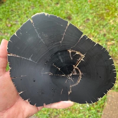 Polished Pyrite Petrified Wood (Sloanea) Yegua Formation  - Image 1 of 4