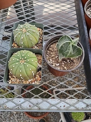 Astrophytum Cactus Combo Pack 3 Foto 1 de 4