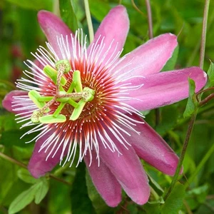 Passiflora 'Anastasia' Passion Flower Climbing Outdoor Hardy Garden Plant in Pot - Picture 1 of 15