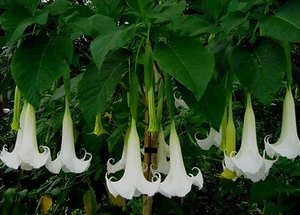 Beautiful White Angel Trumpet! Brugmansia FRESH SEEDS! COMB S/H - SEE OUR STORE - Picture 1 of 4