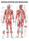 Das Muskelsystem von Rdiger Anatomie