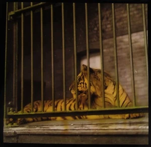 TINTED VINTAGE Magic Lantern Slide TIGER AT THE ZOO C1930 PHOTO - Picture 1 of 2